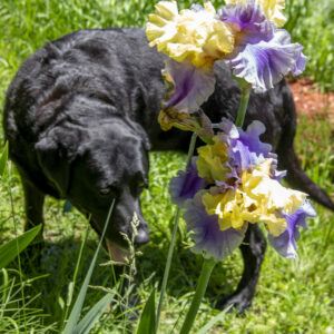 Labrador retriever Parkie standing next to the Iris flower